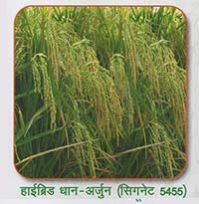 1121 White Sella Rice