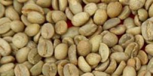 Robusta Green Coffee Bean