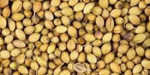 Coriander Seeds