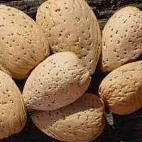 Shelled Almonds