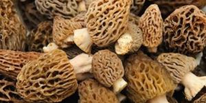 Wild Morels