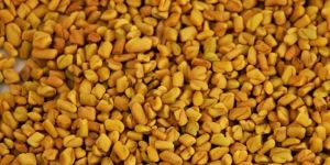Fenugreek Seed