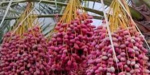 Fresh Red Desi Dates