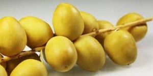 Fresh Yellow Barhi Dates