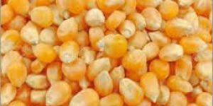 Dry Maize