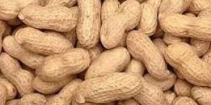 Shelled Groundnut