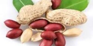 Groundnuts