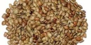 Horsegram