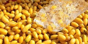 Fresh Neem Fruit