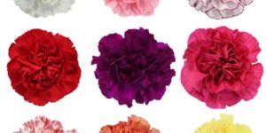 Fresh Carnation Flower