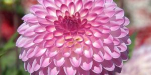 Fresh Dahlia Flower