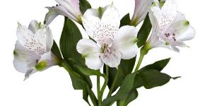Fresh Flowers