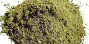 Indian Nettle Powder