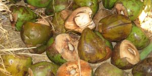 Coconut Leaves Shredder