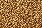 Coriander