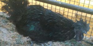 Kadknath Chicken