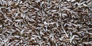 Cumin Seeds