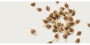 Moringa Seeds