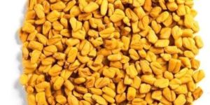 Fenugreek