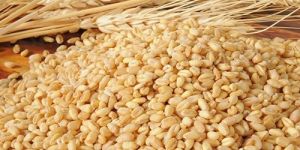 Wheat Seeds