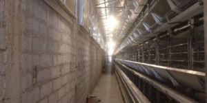 LIVE STOCK INSULATION