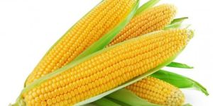 Fresh Sweet Corn