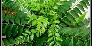 Fresh Curry Leaves Powder