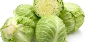 Fresh Cabbage