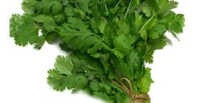 Fresh Coriander