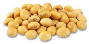 Soybean Seeds