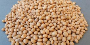 Pigeon Pea Seeds