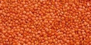 Masoor Dal