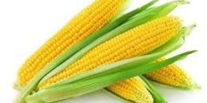 Yellow Corn