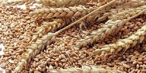 Wheat Seeds