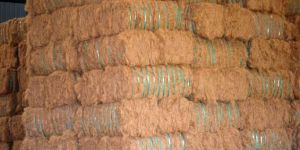 Coir Fibre
