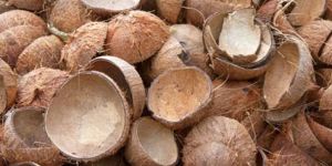 Coconut Shell