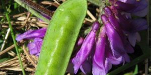 Fresh Vetch