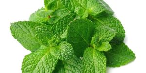 Mint Leaves