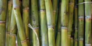Sugar Cane