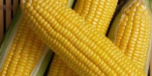 Yellow Corn