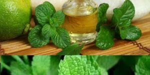 Peppermint Oil