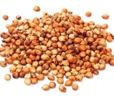 Sorghum