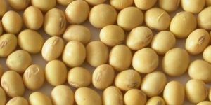 Soyabean