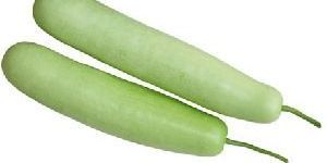 Fresh Bottle Gourd
