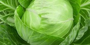 Fresh Cabbage