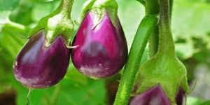 Brinjal Plant