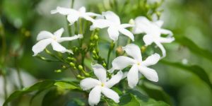 Jasmine Plant