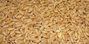 Wheat