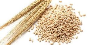 Barley Seeds