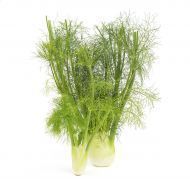 Fresh Fennel